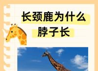 什么生肖脖子有力气,什么动物的脖子有特殊的功能