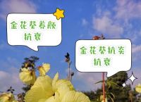 今期金花正确答案,本期开金花是什么时候