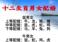生肖和什么生肖最婚配,什么生肖和什么生肖最佳搭配