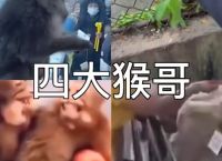 电报猴视频原声-花果山电报猴原声无消音
