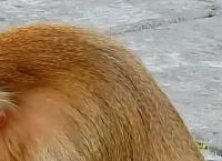 电报猴视频原声-电报猴原声无消音