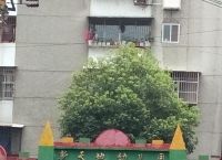市桥街中心幼儿园园长-市桥街中心幼儿园怎么样