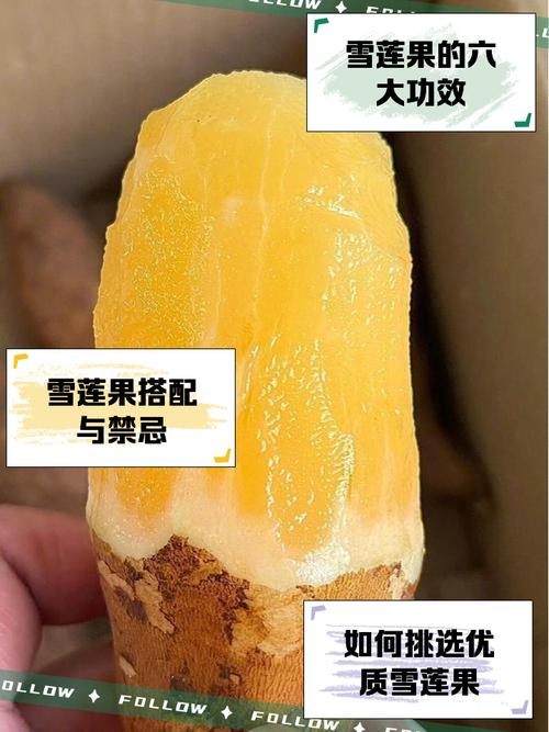 雪莲打一最佳生肖,雪莲果代表什么生肖