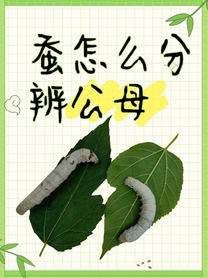 蚕字打一生肖,蚕代表什么生肖动物