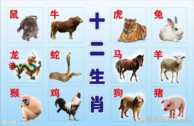 最怪的是什么生肖,最怪的是什么生肖动物