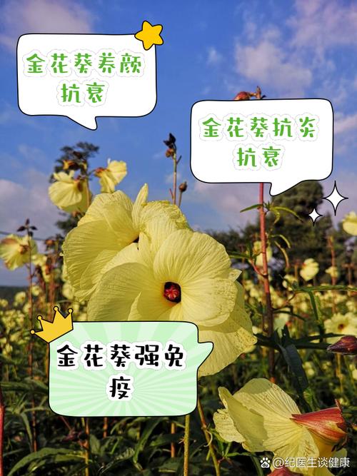 今期金花正确答案,本期开金花是什么时候