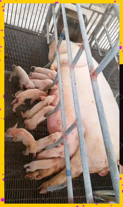 猪妈妈生什么生肖的宝宝最好,属猪的妈妈生属猪的宝宝好不好