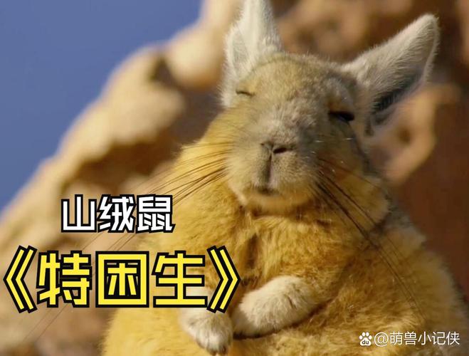 棕色打一生肖,棕色是什么意思啊