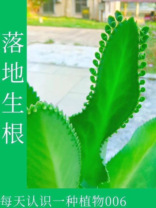 落地生根,打一生肖,落地生根打一生肖或一数字