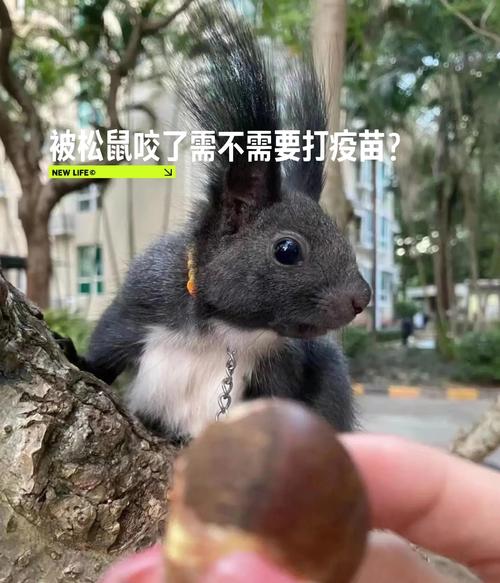 “安土重迁不忘本”是什么生肖,安土重迁不忘本是什么生肖,诗意最新解答落实