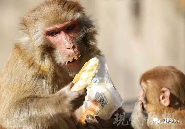 [电报猴]电报猴原视频原声