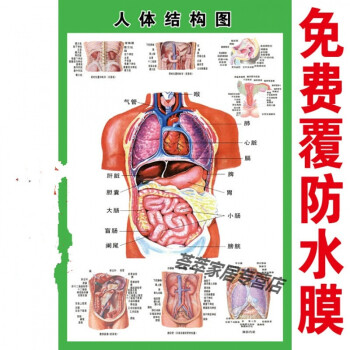 关于身体器官什么部位缩写是TG的信息
