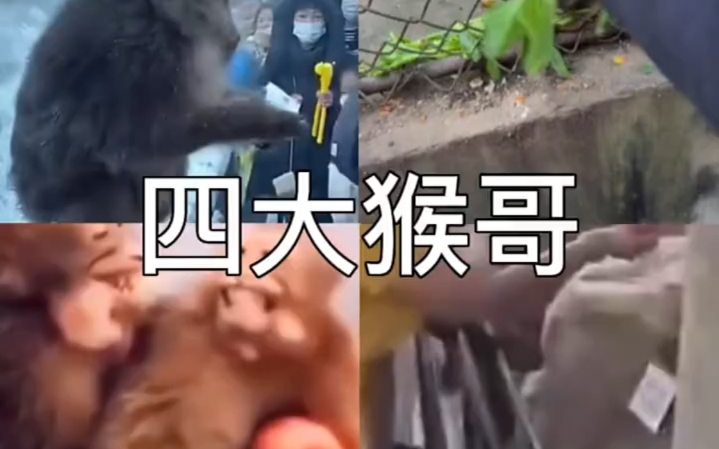 电报猴视频原声-花果山电报猴原声无消音
