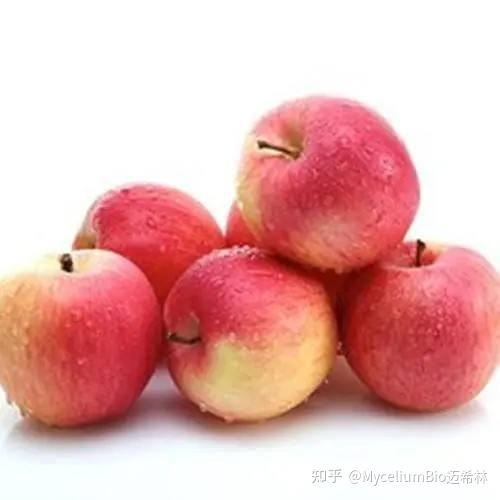 mycelium官网,myxperia 官网