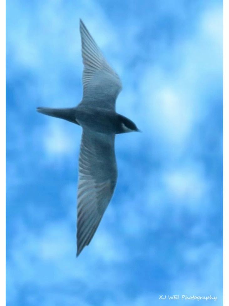 鸥和欧的区别,和欧是什么意思啊