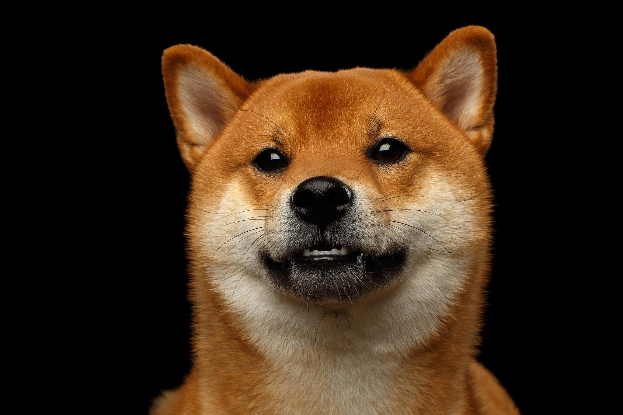 狗狗币钱包4.0,狗狗币钱包下载教程