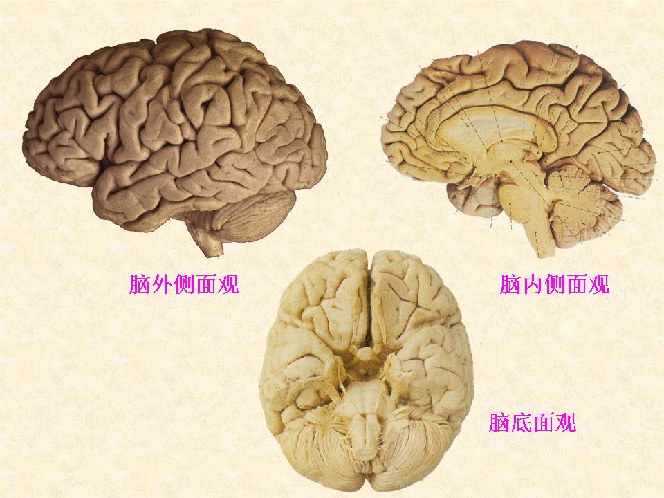 电报性语言是小脑,电报式语言常见于什么失语