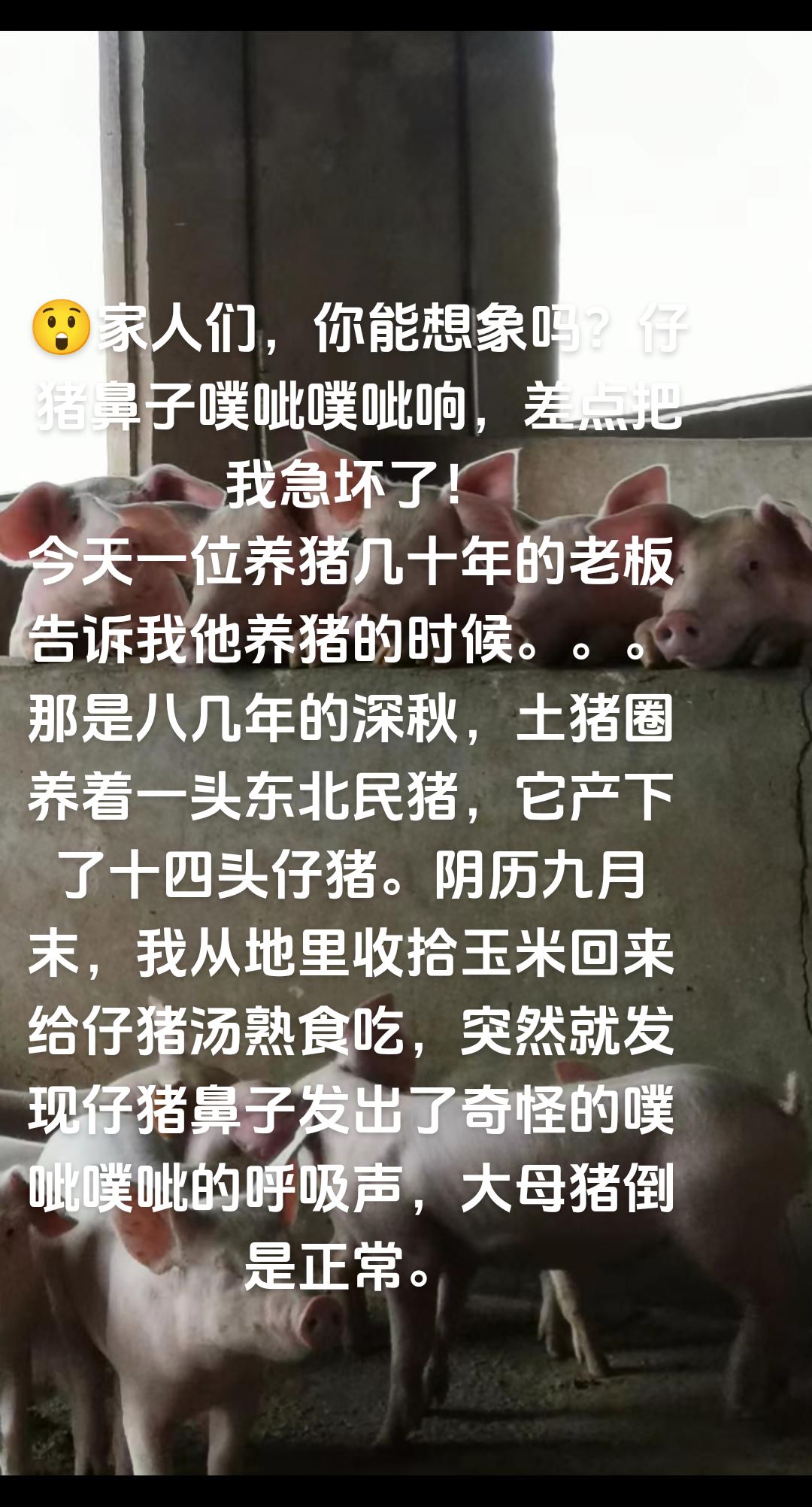 三条蛇仔缠大猪是什么数字,三条蛇仔缠大猪打一准确生肖 三条蛇仔缠大猪是什么数字,三条蛇仔缠大猪打一准确生肖