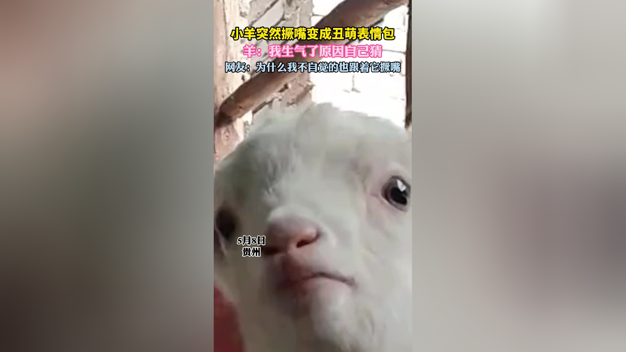 羊丑有玄机怎么解,羊丑今期有玄机是什么生肖
