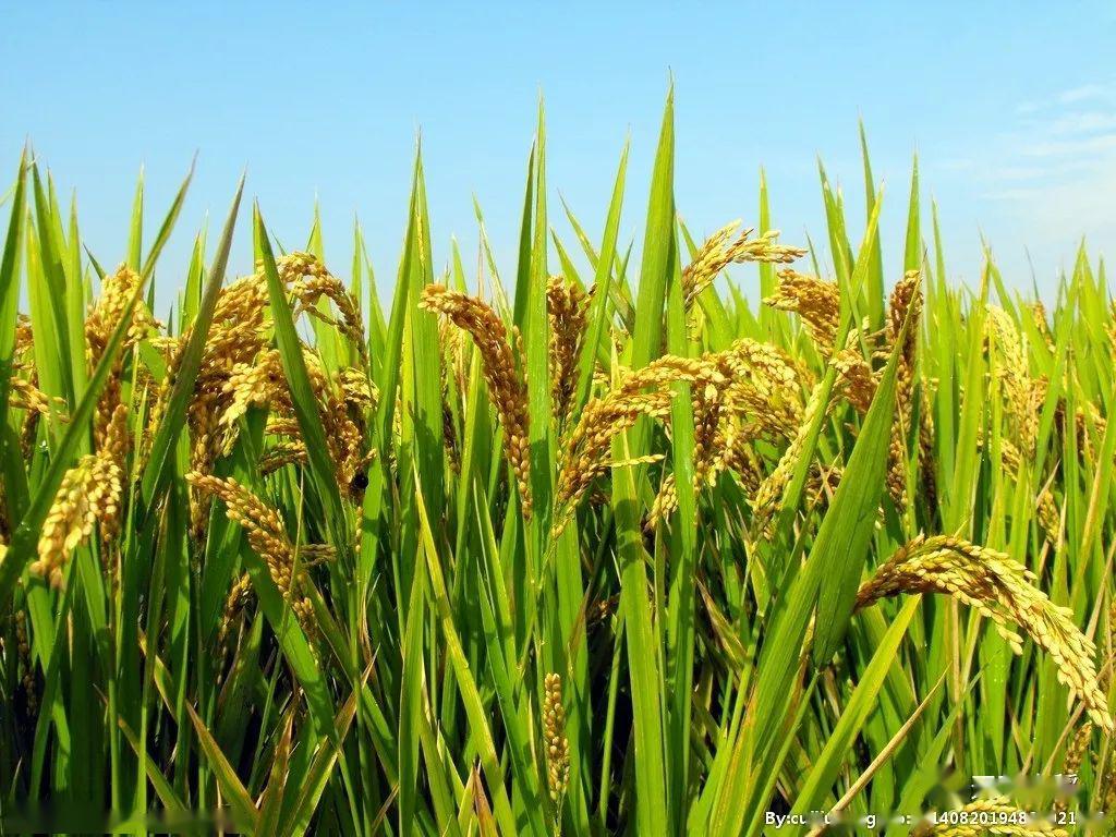 政府工作报告粮食补贴,政府粮食补贴从哪一年开始的